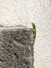 Anolis bimaculatus