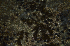 Echinometra lucunter