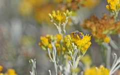 Colletes moricei