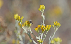 Colletes moricei