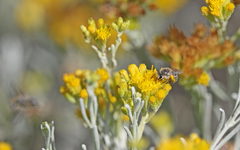 Colletes moricei