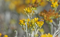 Colletes moricei