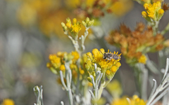 Colletes moricei