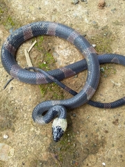 Oxyrhopus petolarius