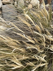 Pappostipa