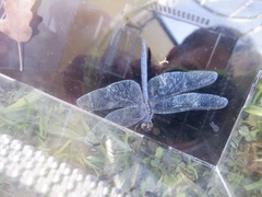 Libellulidae