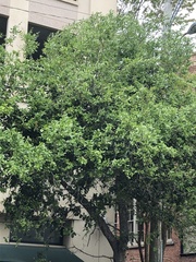 Quercus virginiana