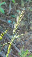 Festuca microstachys