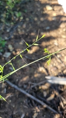 Festuca microstachys