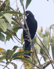Ptiloxena atroviolacea