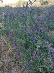 Vicia villosa
