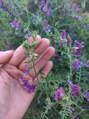 Vicia villosa
