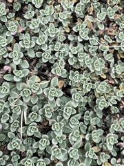 Clinopodium darwinii