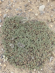 Clinopodium darwinii