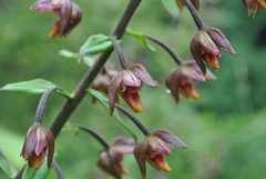 Epipactis mairei