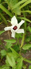 Cienfuegosia