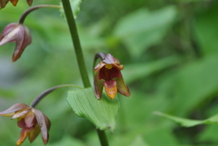 Epipactis mairei