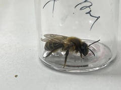 Andrena scotica