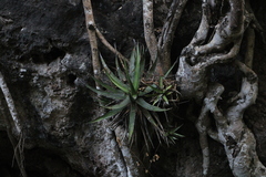 Agave kerchovei