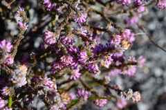 Erica similis
