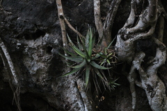 Agave kerchovei