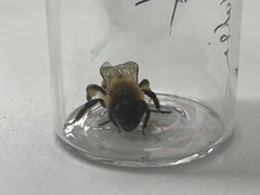 Andrena scotica