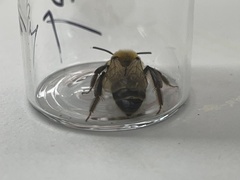 Andrena scotica