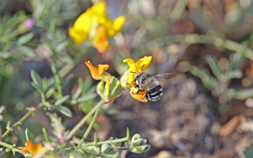 Anthophora alluaudi
