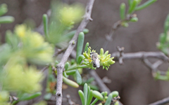 Colletes moricei