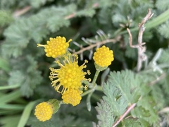 Senecio patagonicus