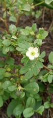 Kallstroemia pubescens