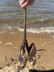 Polyodon spathula