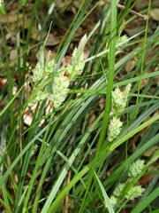 Carex dasycarpa image