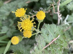 Senecio patagonicus