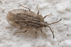 Tingis reticulata