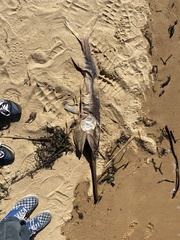 Polyodon spathula