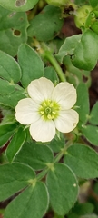 Kallstroemia pubescens