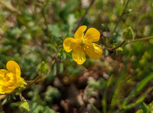Ranunculus bulbosus iNat (3)