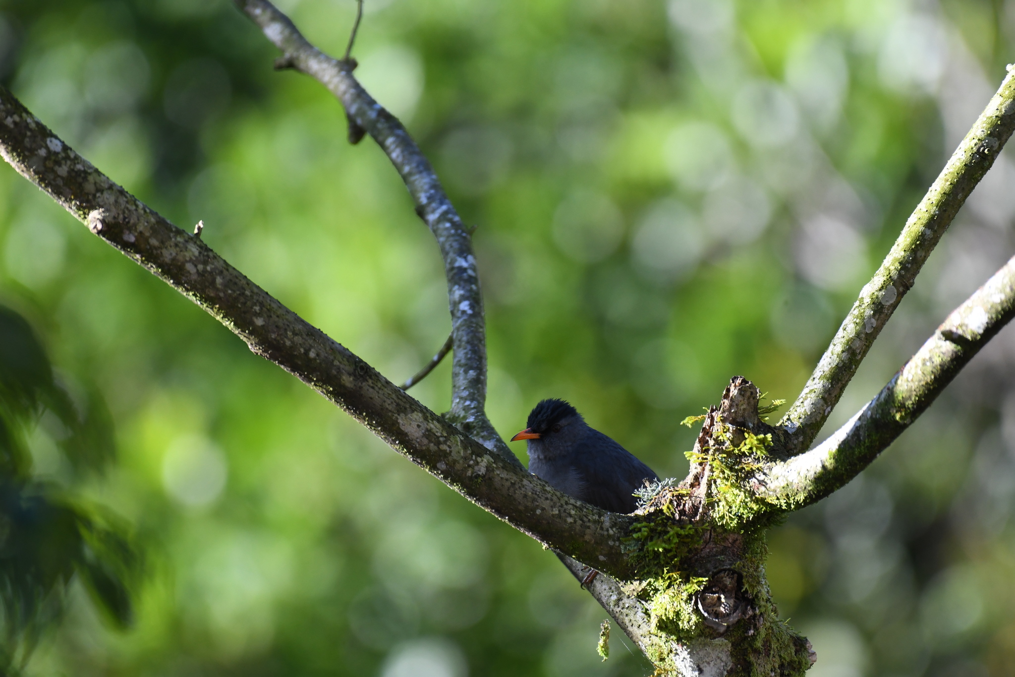 Malagasy Bulbul