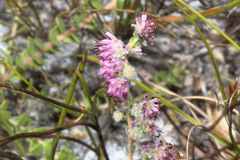 Erica similis