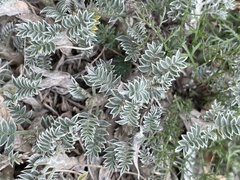 Astragalus chubutensis
