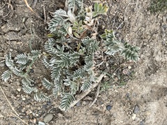Astragalus chubutensis