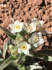 Oreocarya flavoculata