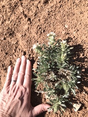 Oreocarya flavoculata