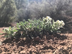 Oreocarya flavoculata