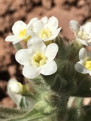 Oreocarya flavoculata