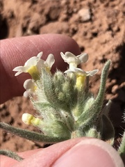 Oreocarya flavoculata