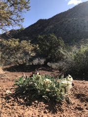 Oreocarya flavoculata