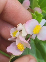 Begonia cucullata