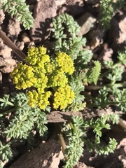 Lomatium scabrum